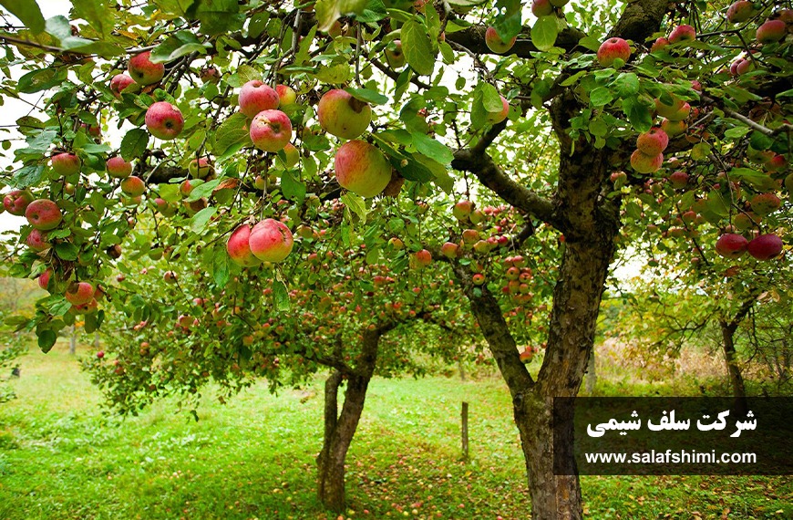 علائم کمبود عناصر غذایی درختان میوه + سلف شیمی